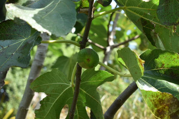 A tale of a fig tree