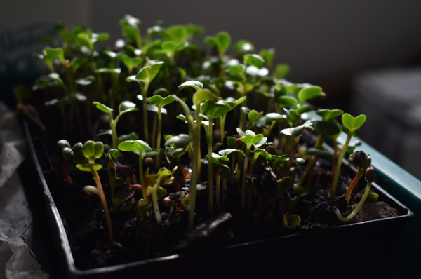 Microgreens experiment