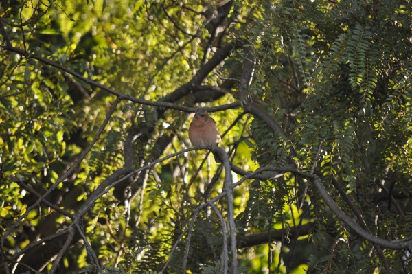 Backyard visitors